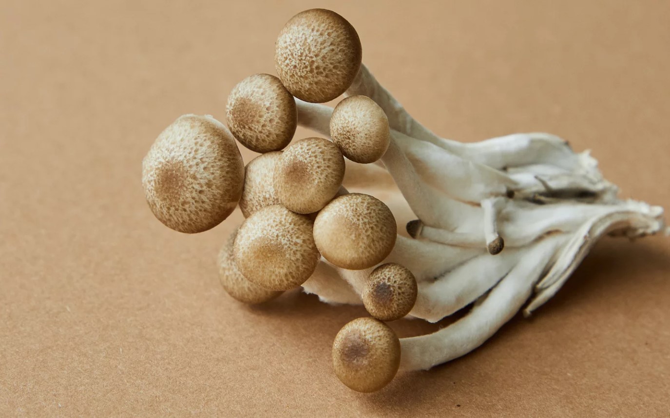 Plocka klustrad svamp i höst