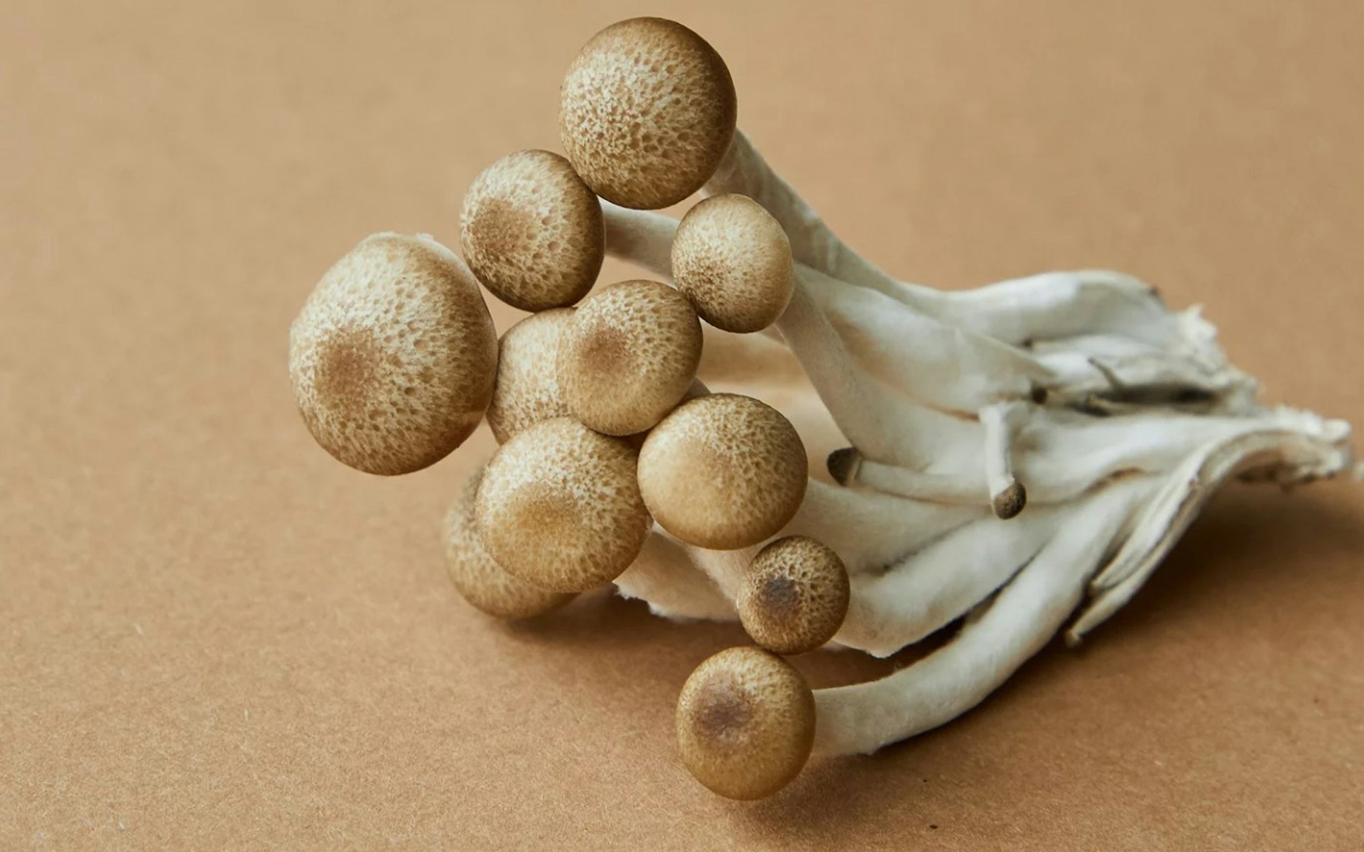 Plocka klustrad svamp i höst