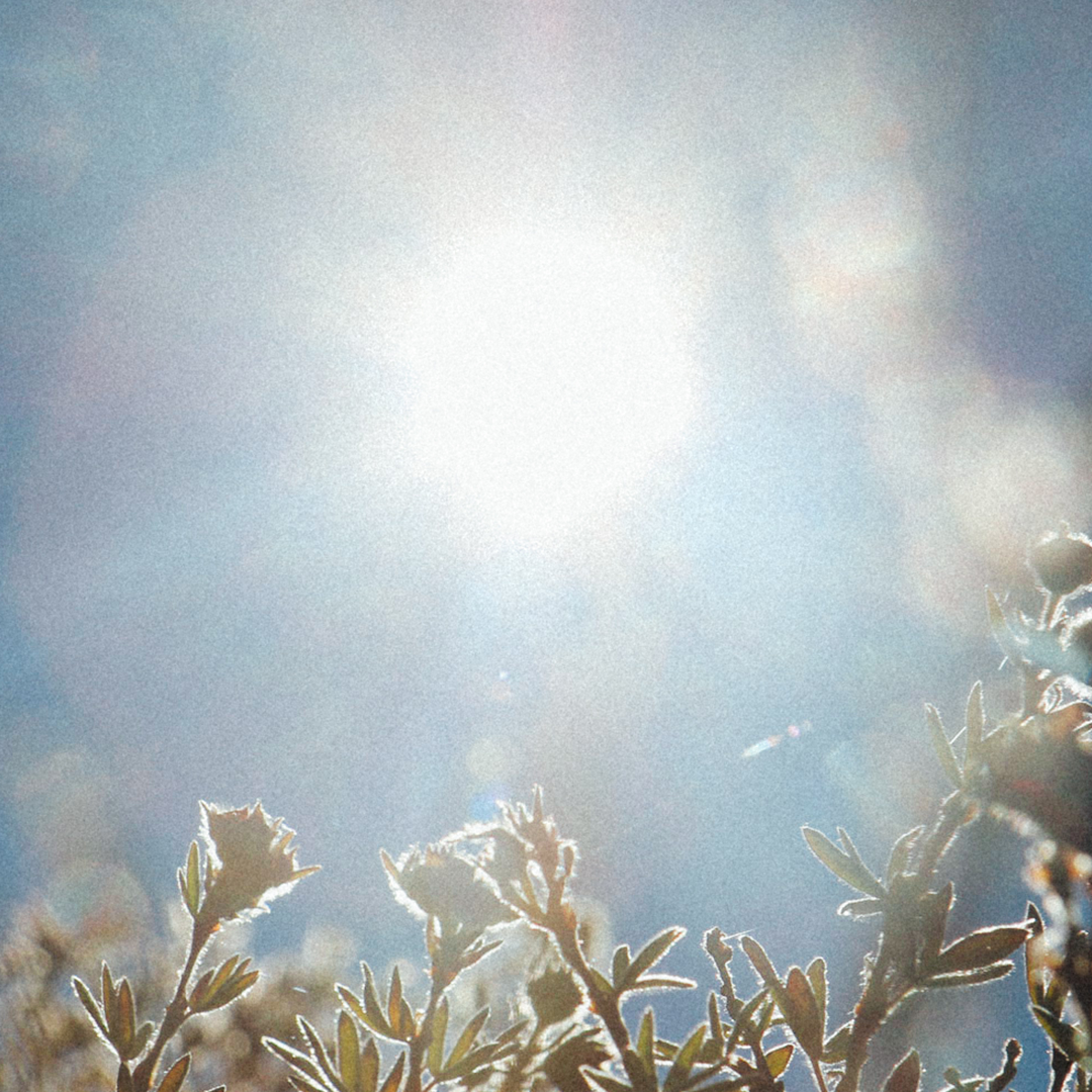 Sol sol lyser igenom blommiga buskar