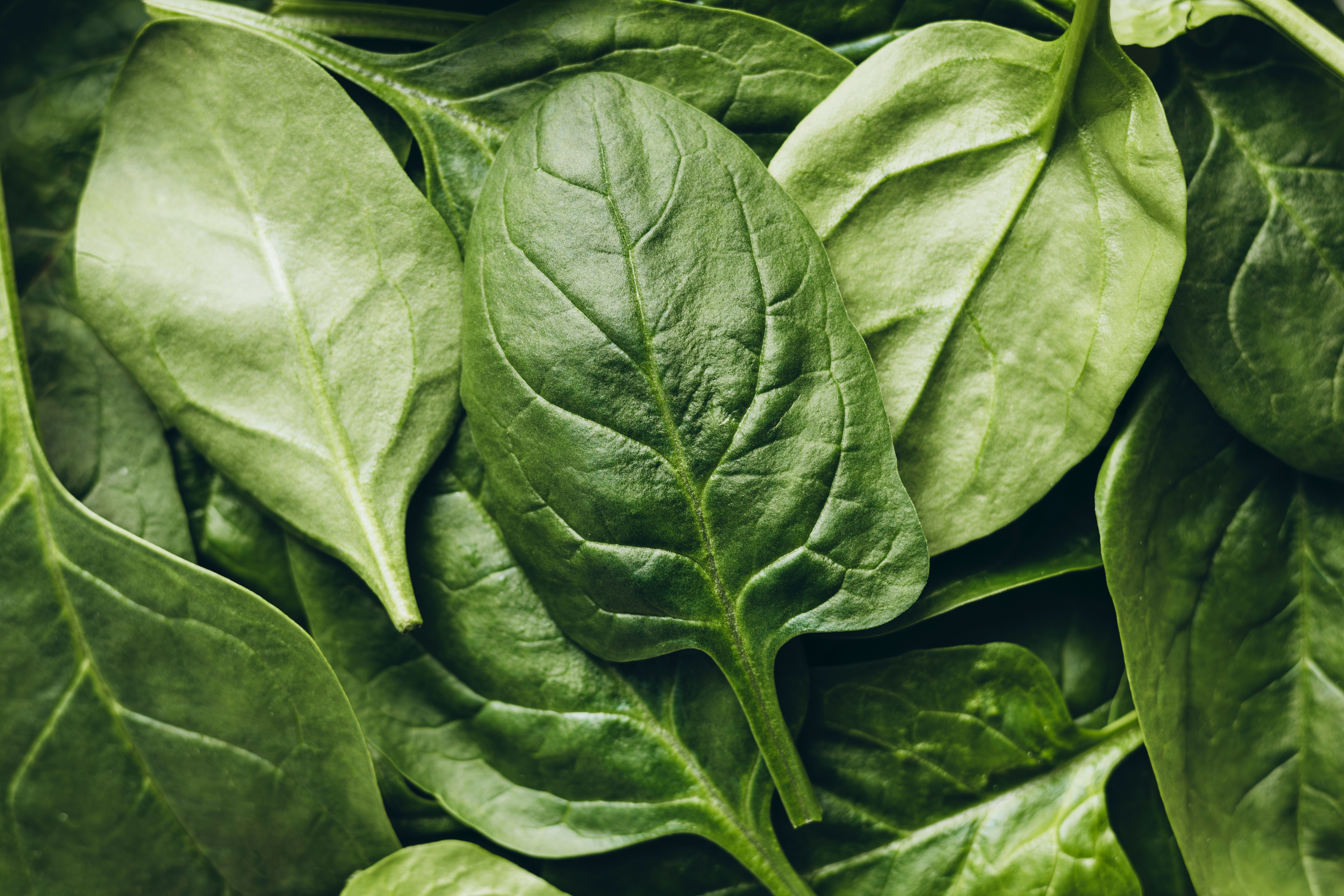 Close-up,Of,Fresh,Spinach,Leaves,Displaying,Vibrant,Green,Hues,And