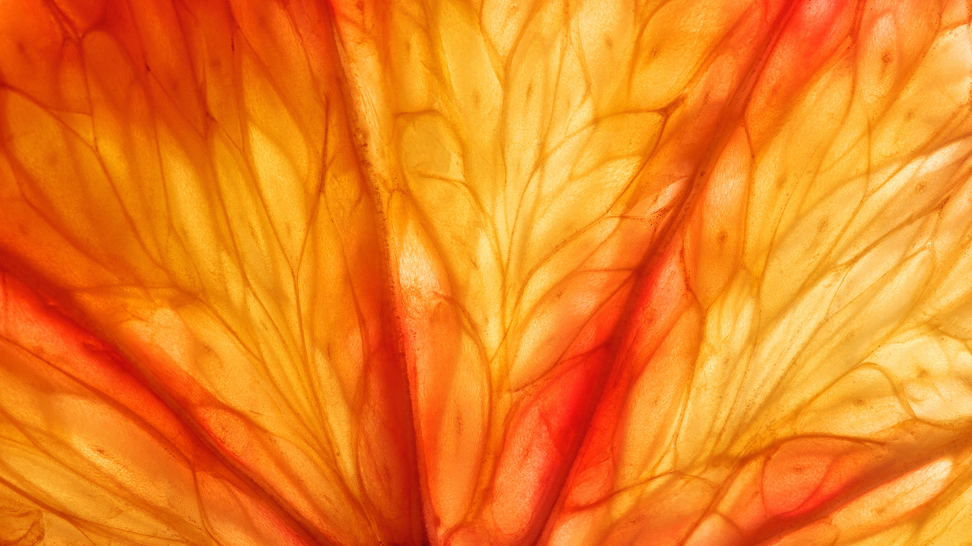 Slice,Of,Citrus,Fruit,With,Backlit,,Abstract,Macro,Photography,Sicilian